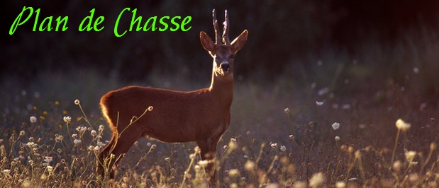 Organisation Du Plan De Chasse Une Gestion Raisonnée Du Gibier Fédérations Des Chasseurs Des 